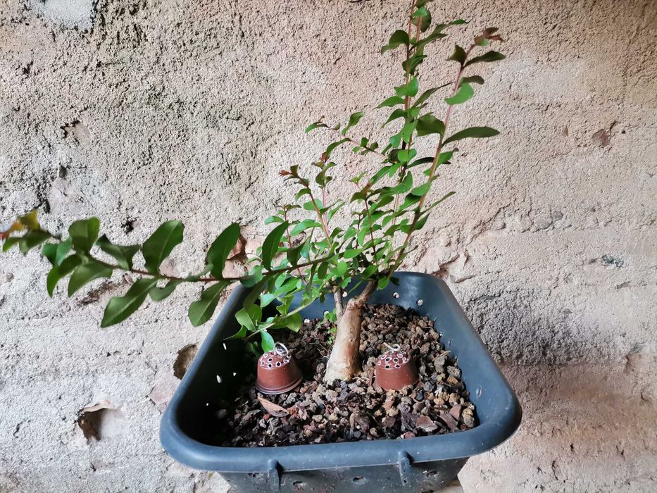Pré-Bonsai de "Lagerstroemia Indica" *1  - *VENDA URGENTE (DESOCUPAR)*