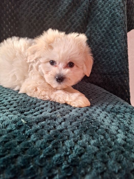 Maltipo-maltanczyk&pudel