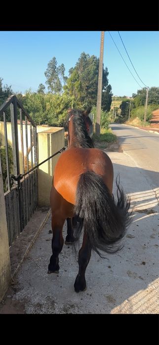 Ponei mansinho para venda