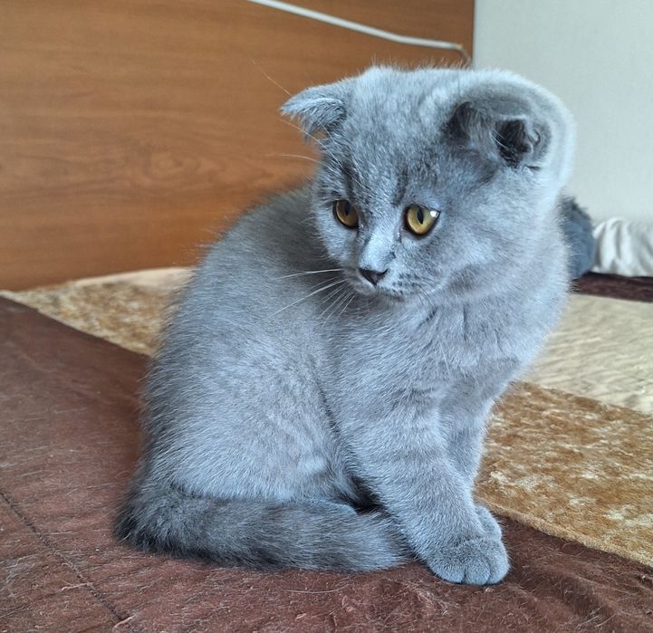 scottish fold fêmea