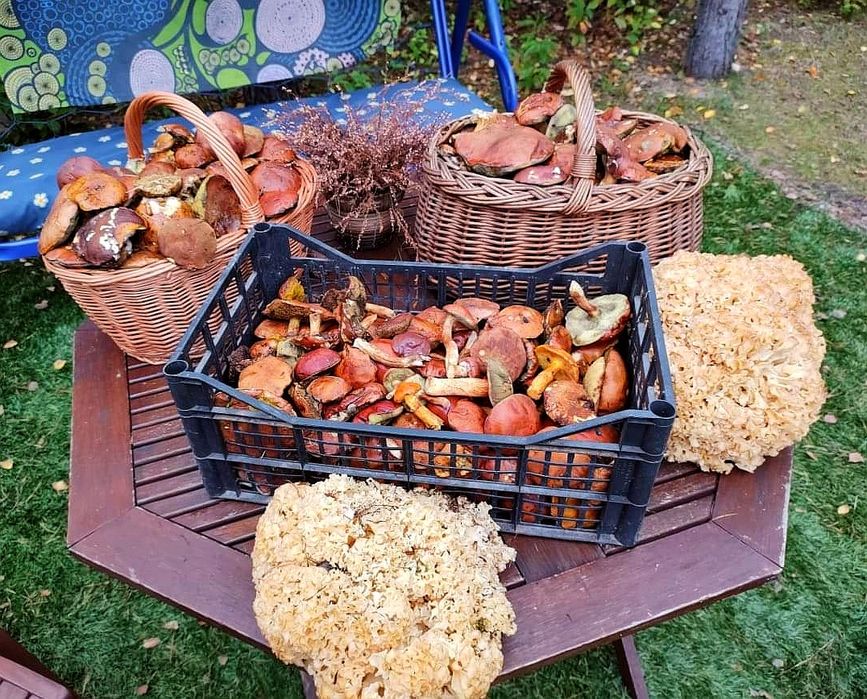 Domki w sam las. Domek Bory Tucholskie nad jeziorem