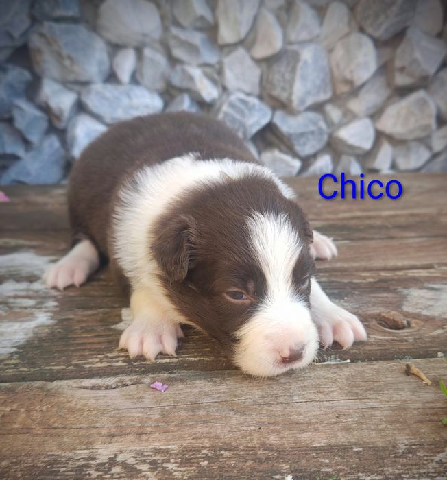 Border collie piesek czekoladowo biały przebadani rodzice