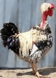 Яйцо кур Испанка Украина и Венгрия