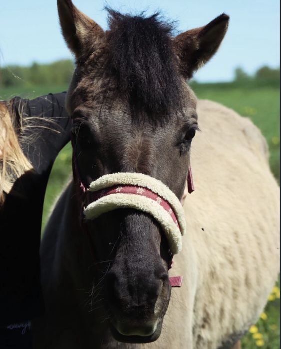Klacz konik polski do towarzysta/lekkich jazd