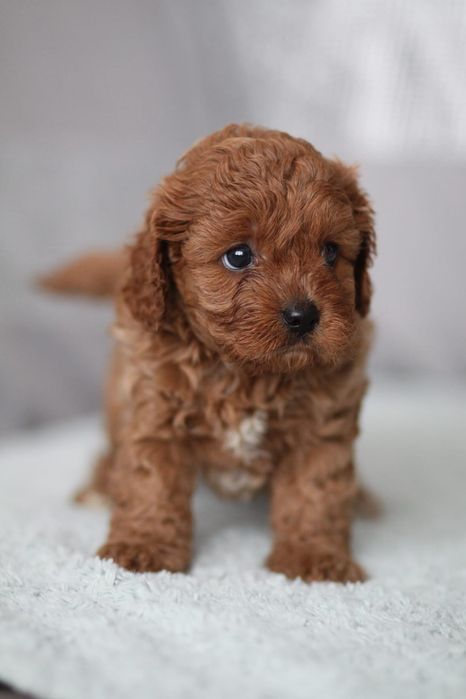 *** Suczka Cavapoo**