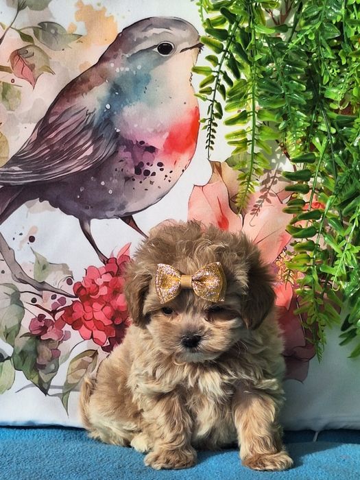 Maltipoo mini mini piesek z certyfikatem