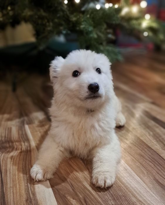 Biały Owczarek szwajcarski długowłosy  - piesek