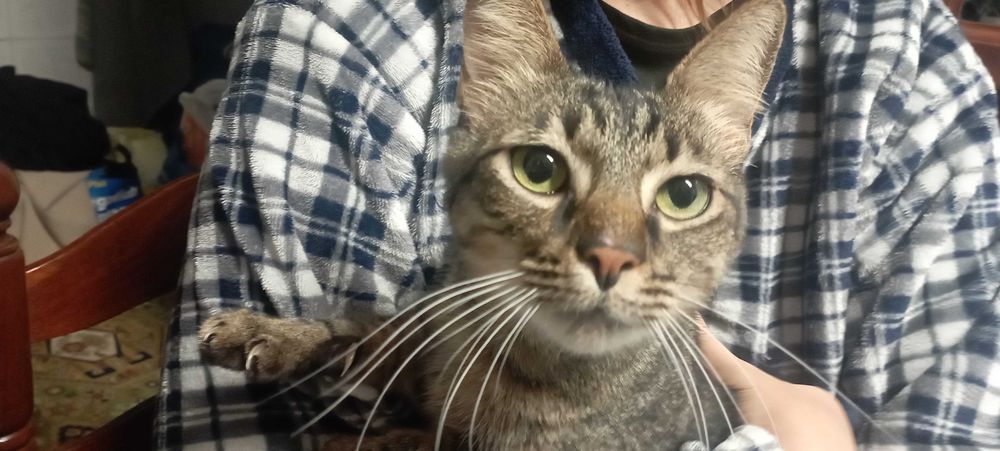 O Tofu precisa de um lar. Urgente