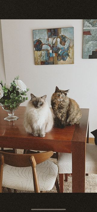 Petsitting Santa Maria da Feira