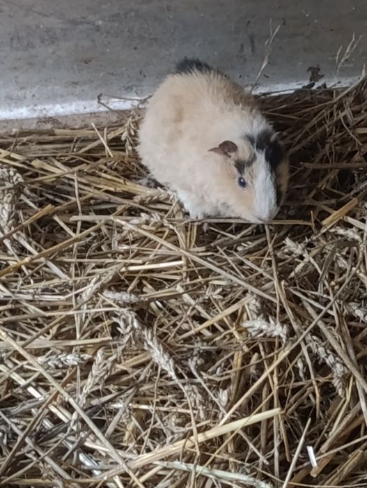 Świnki morskie samczyki