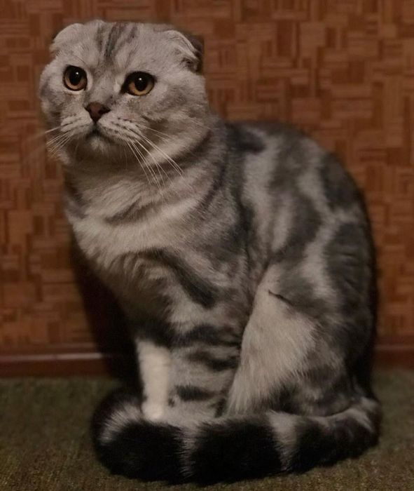 Шотландский вислоухий кот для вязки