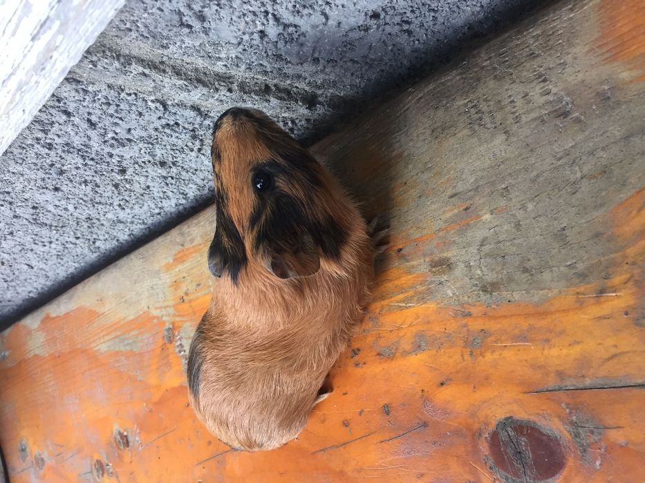 Морська свинка (дівчинка).