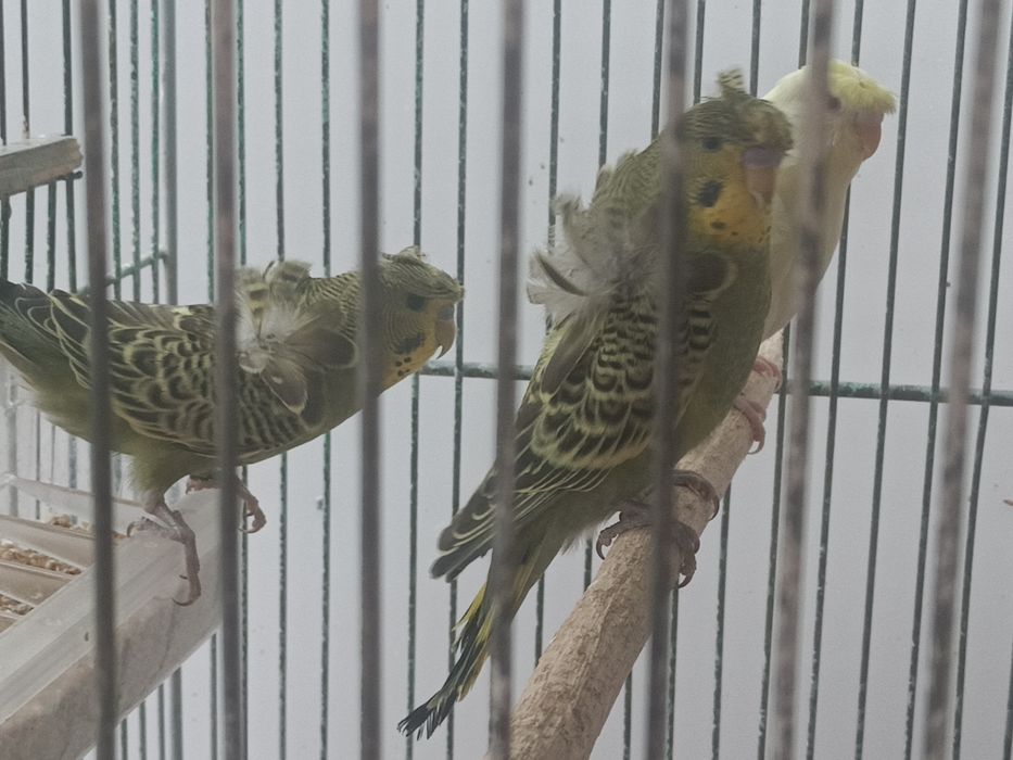 Tenho vários agapórnis roseicollis e periquitos hagoromos para cedência
