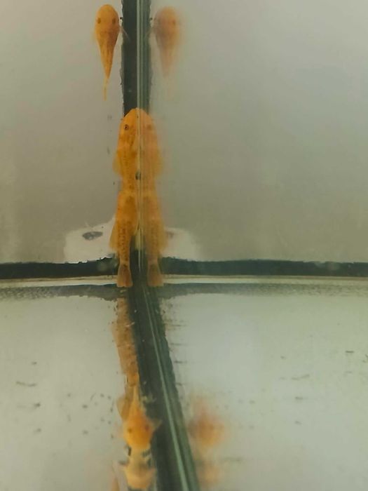 Glonojad czerwony Ancistrus sp red
