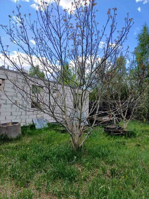 Ділянки 15 соток із забудовою — с. Бабинці, поруч із лісом та каналом!