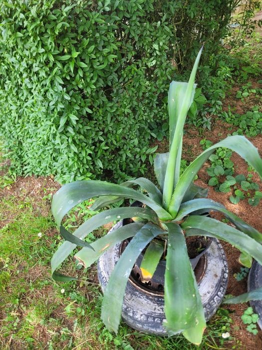 Agawa duża mała kwiat do ogrodu agave aloes amerykański