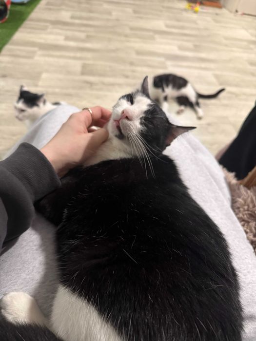 Feliks – mały kot, wielka osobowość!