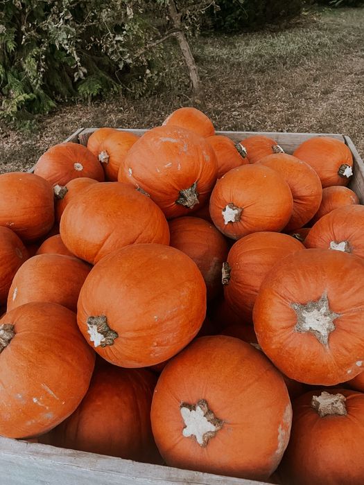 Dynia na halloween