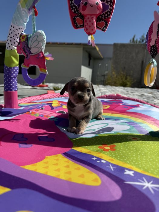 Chihuahua Excelente Linhagem