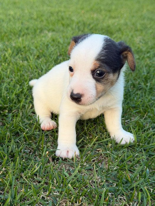 Jack Russel Terrier