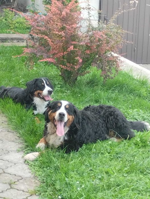 Продам цуценята бернского зененхунда