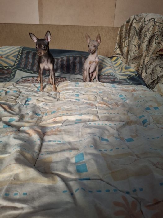 Девочка тоичка лиловогенная