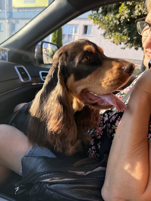 Вязка Английский Кокер спаниель , кобель розвязаный