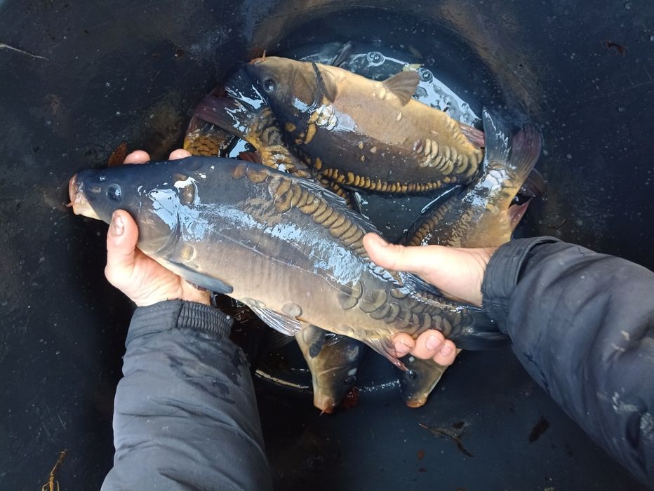 Narybek sandacz karp lin amur koi