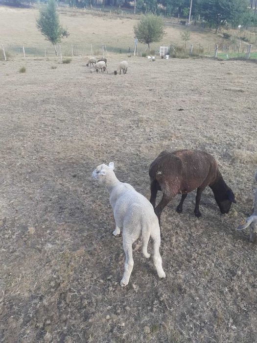 Vendo Borrega Charolesa