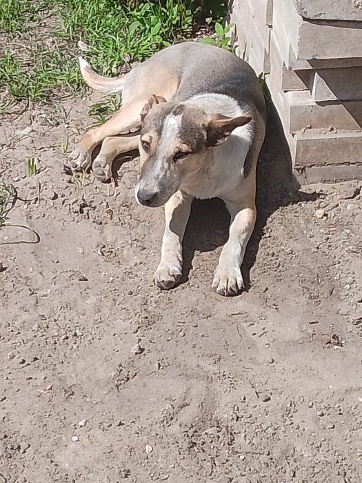 Віддам в добрі руки