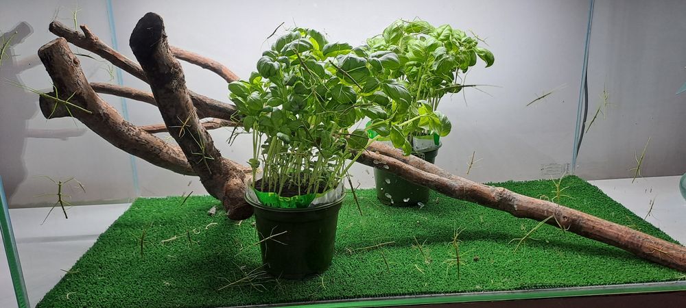 Oddam młode Patyczaki Za DARMO !!!