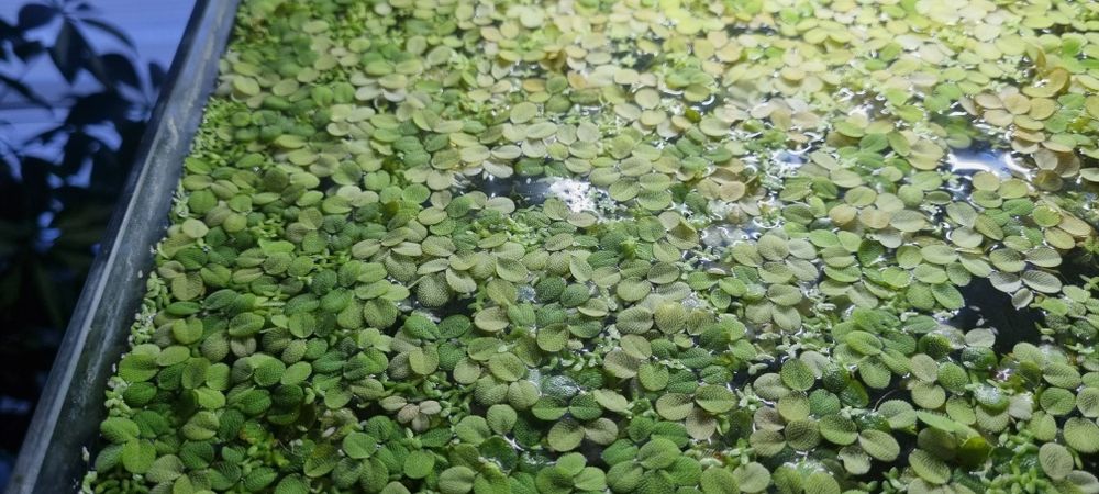 Roślinka pływająca do akwarium