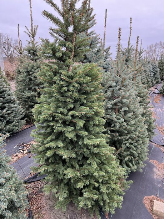 Ялина зелена Кейбаб (Kaibab) в грунті, жива ялинка, Ель зеленая