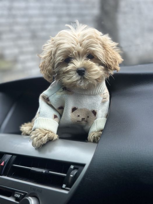 Мини мальчик мальтипу