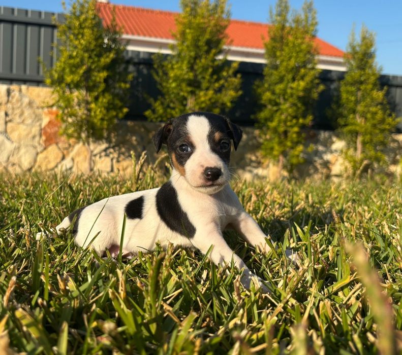 Jack Russel Terrier