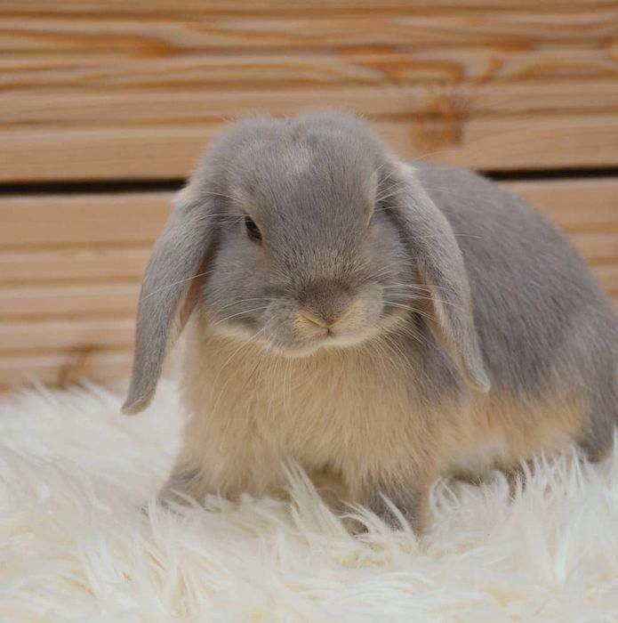 KIT Coelhos anões orelhudos, mini lop adoráveis e super inteligentes
