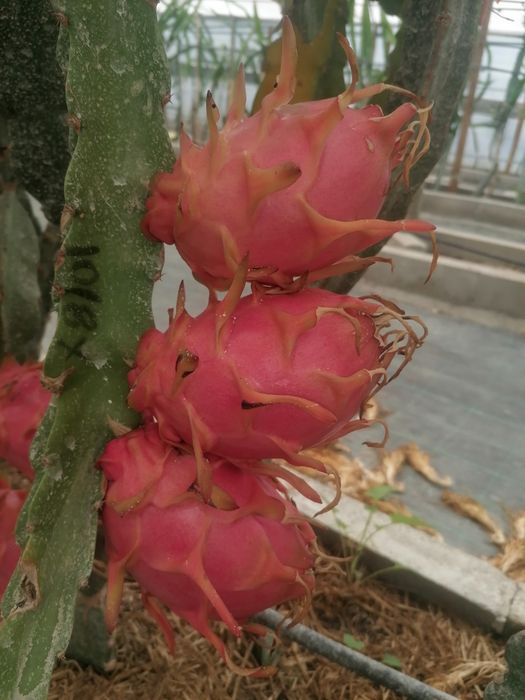 Pitayas / produção nacional / Biológica