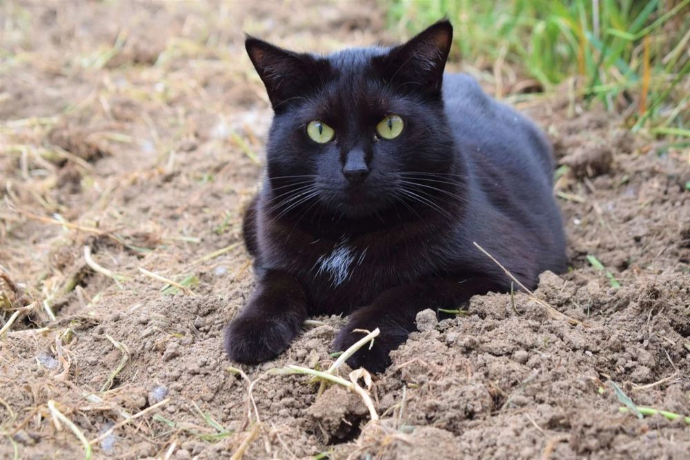 Czarnym kocurek Elmo do adopcji od 3lat :(