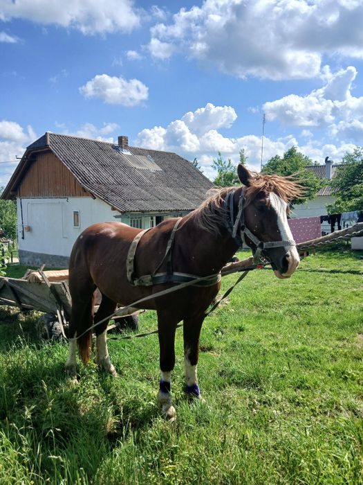 Продам жеребця 3,5 років