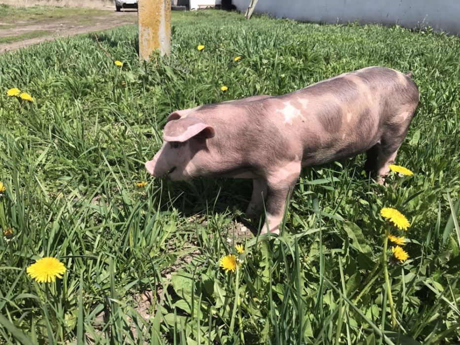 Семя  для искусственного осеминения свиней