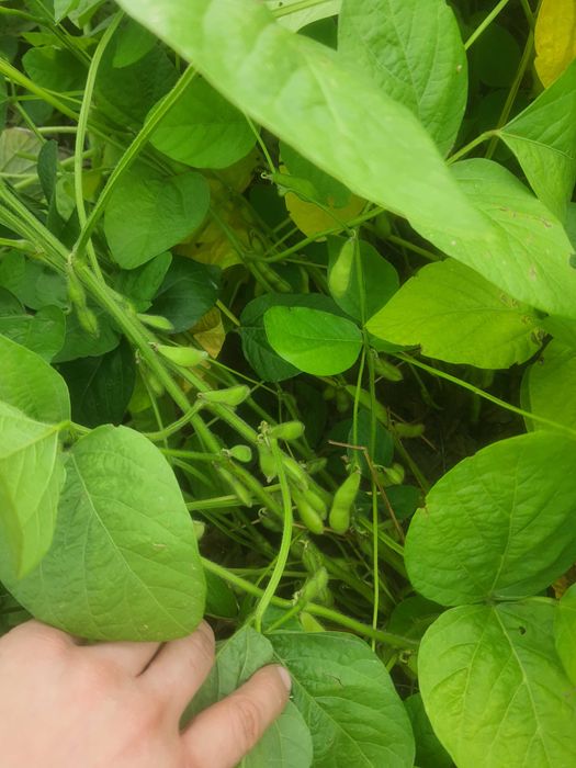 Papryka gruntowa pomidory soja