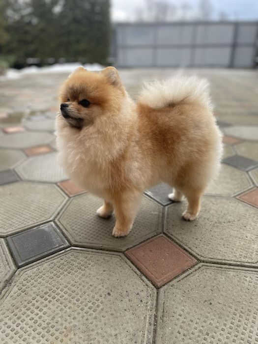 Померанський шпіц . Вʼязка