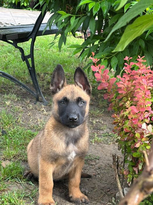 Owczarek belgijski Malinois