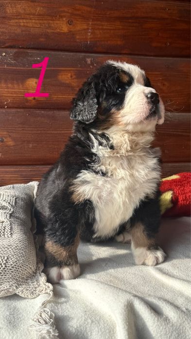 Berneński Pies Pasterski !