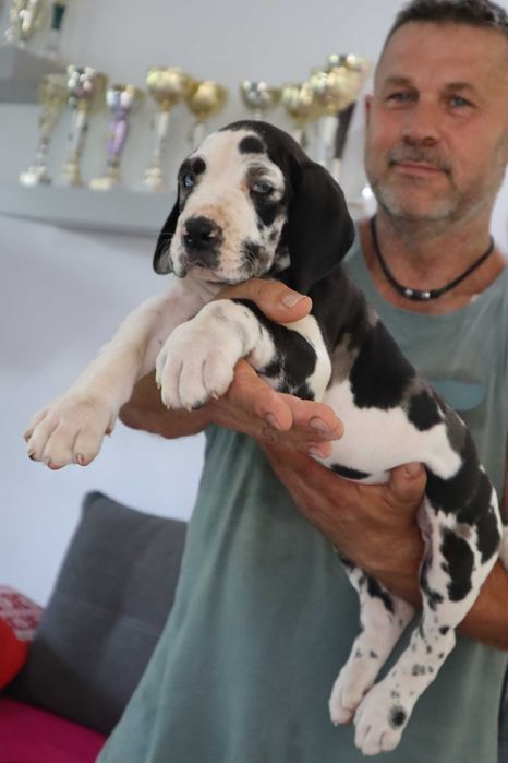 Dog niemiecki arlekin ZKwP bardzo mocna budowa hodowla La Componella FCI