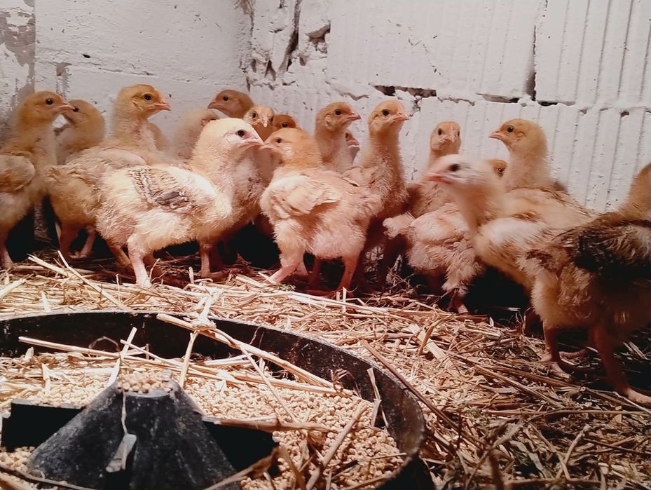 NOWOŚĆ! Czerwony brojler zagrodowy, REDBRO! Różne kurczęta! Kurki!