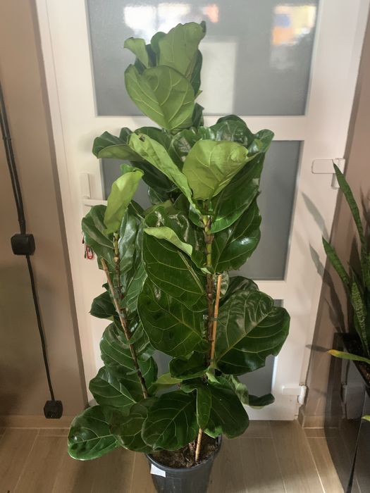 Фікус Ліоата  1,70