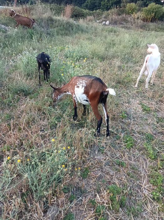 Vende-se Macho com 18 meses