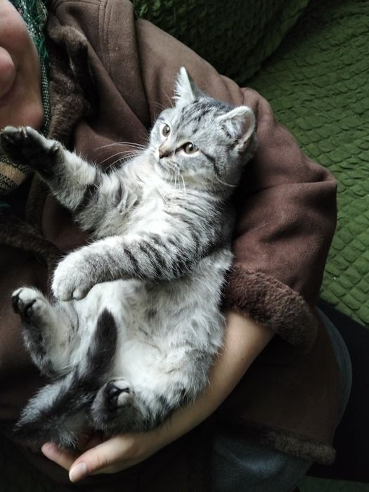 Британське неймовірно круте і ласкаве кошеня котик лагідний характер