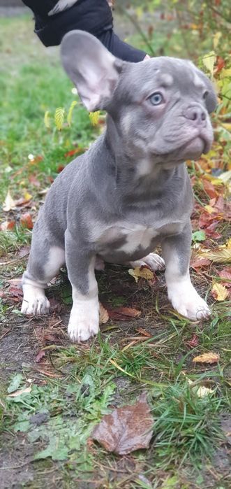 Продам щенков французского бульдога